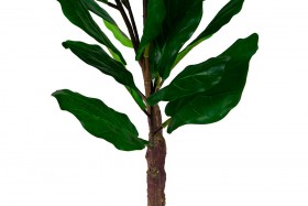Искусственные растения Фикус лирата MK-7407-FC Темно-зеленый в Чехове - chexov.katalogmebeli.com | фото 2