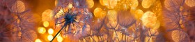 Кухонный фартук Мерцание Одуванчики золотистые 3 серебро в Чехове - chexov.katalogmebeli.com | фото