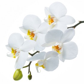 Стол обеденный Танго белый/Орхидея в Чехове - chexov.katalogmebeli.com | фото 3